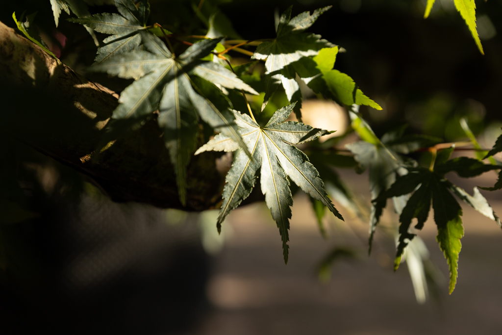 Acer palmatum VJ